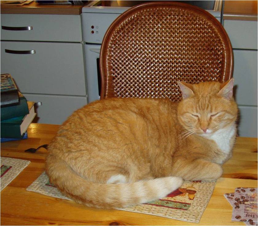 Puma på køkkenbordet