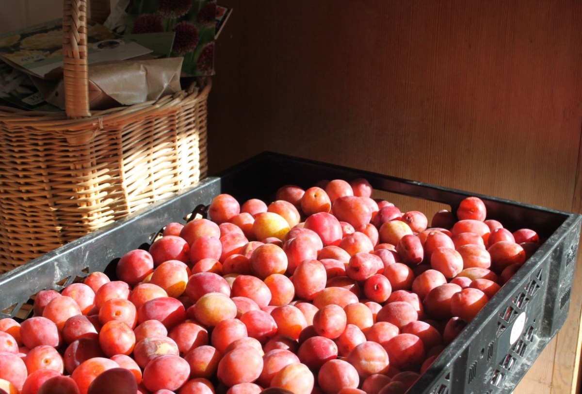 5 gode opskrifter med&nbsp;blommer