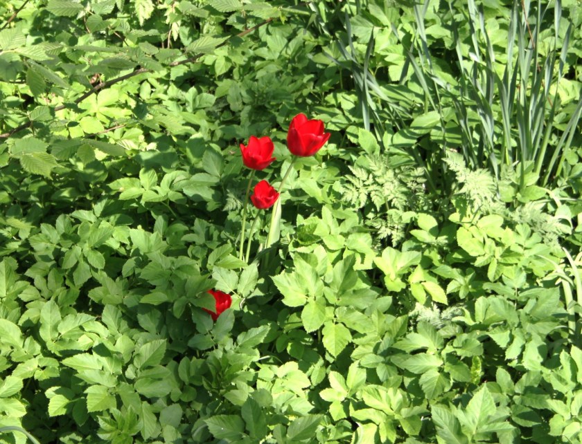Apeldoorn tulipaner i skvalderkål