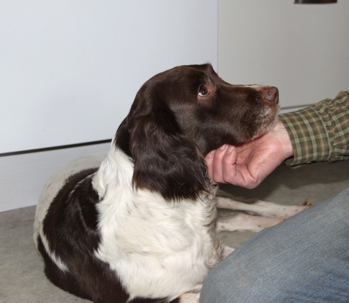 Nu er Rosie ikke&nbsp;mere