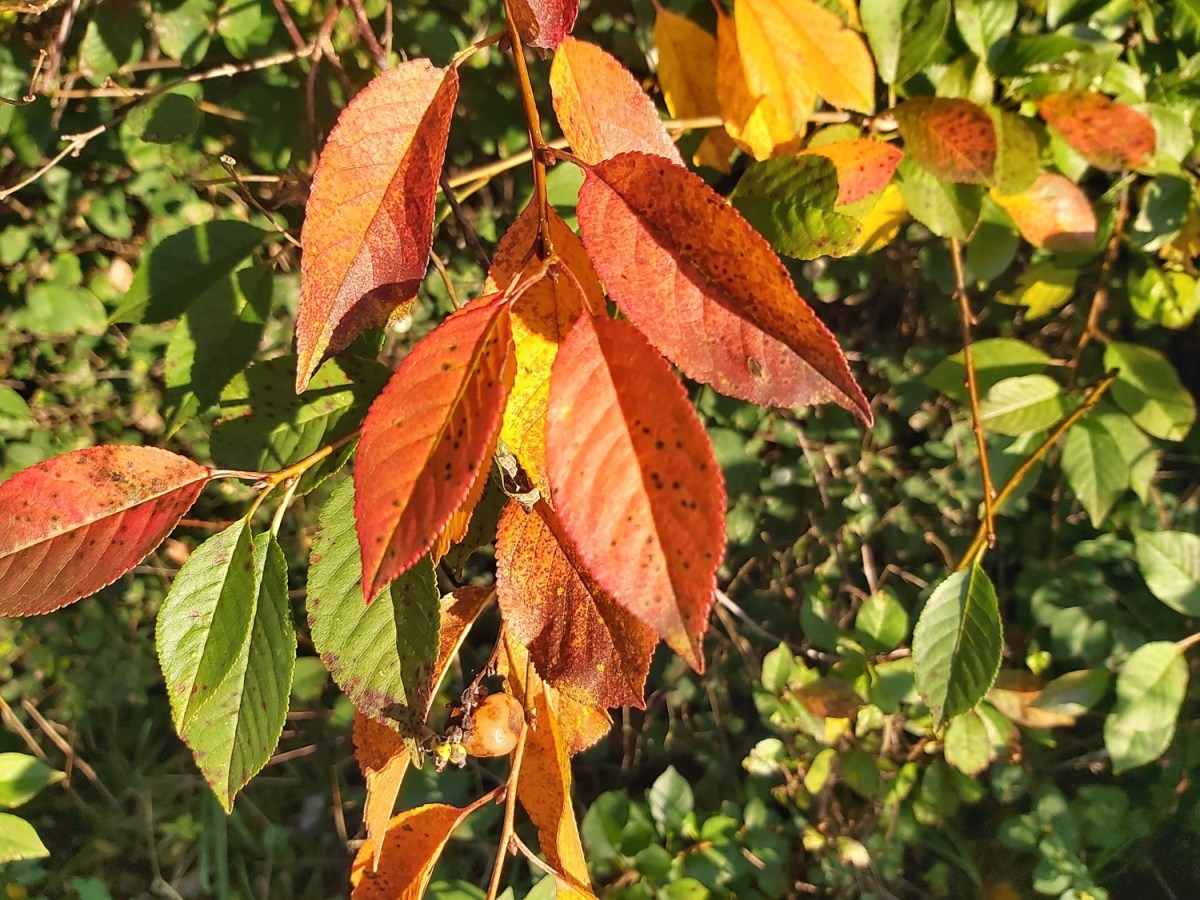Hvordan smager efteråret?