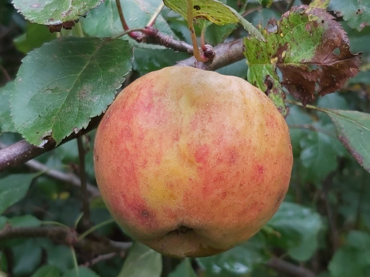 Mad med æbler – opdateret med nye&nbsp;opskrifter