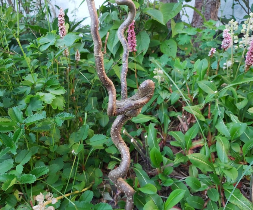 Troldhasselgren, der ligner en dansende elverpige