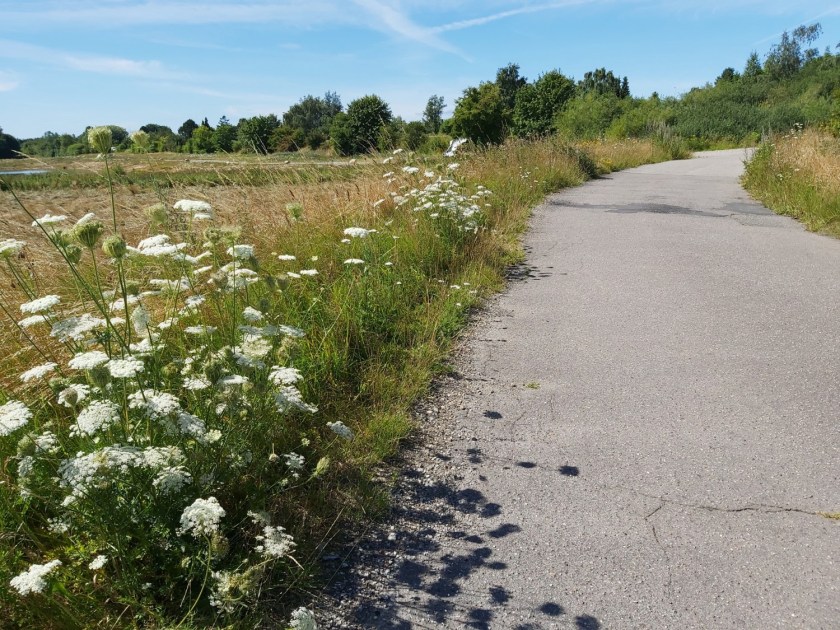 Vild gulerod ved vejen