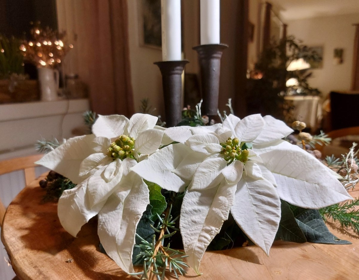 Hvordan passer man en&nbsp;julestjerne?