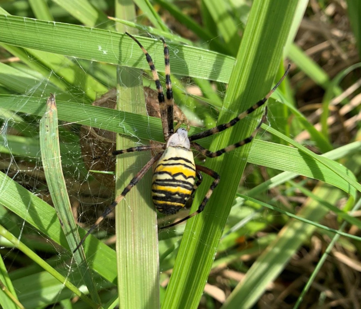 Ottebenet gæst på&nbsp;besøg