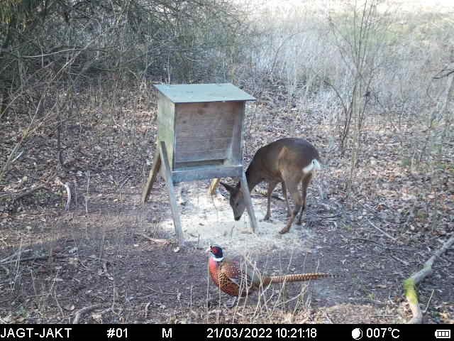 Bukkejagten starter i&nbsp;dag