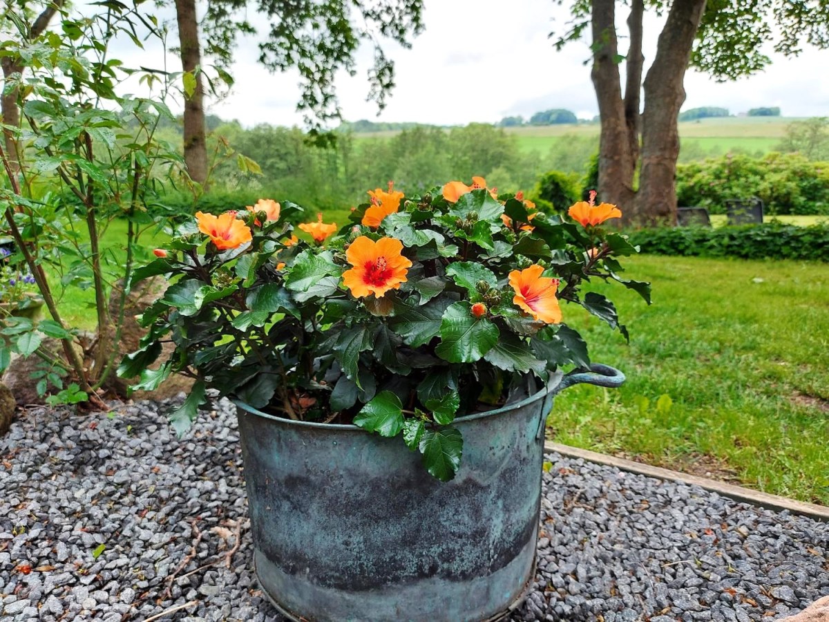 Små bål i blød&nbsp;sommerluft