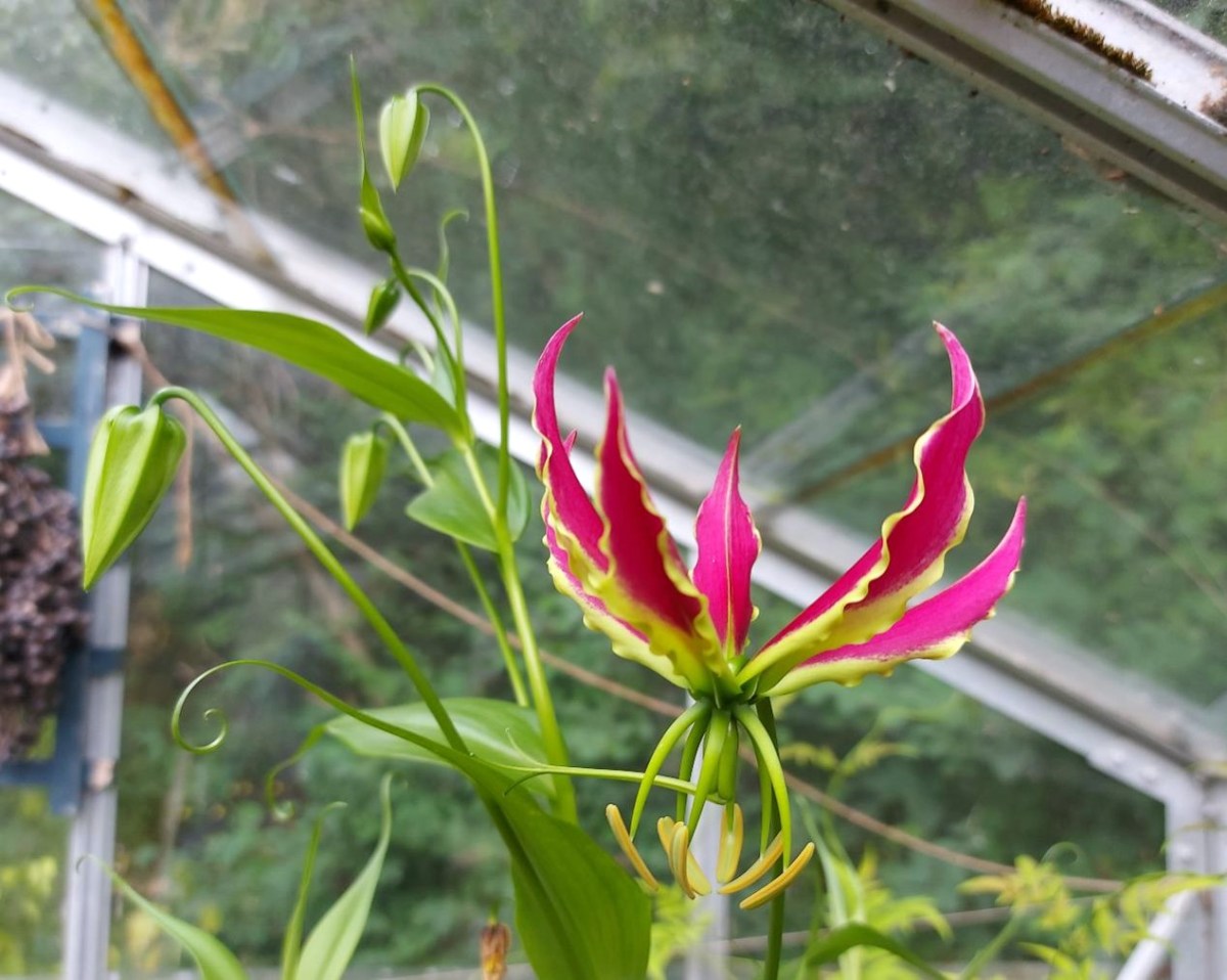 Pragtliljen blomstrer igen