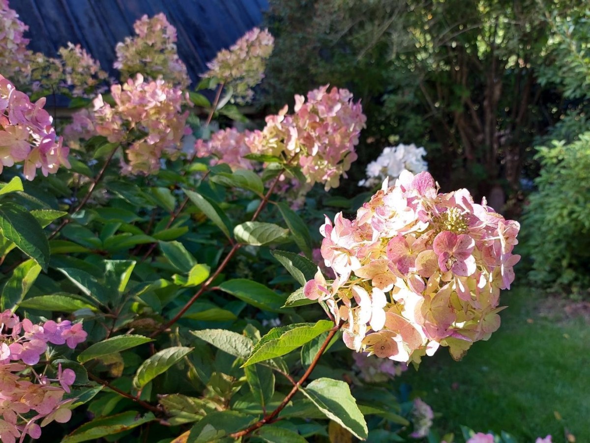 Nu kan man tage hortensia ind til&nbsp;tørring