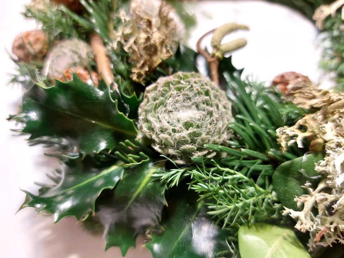 Echeveria i frostvejr er en skidt&nbsp;ide