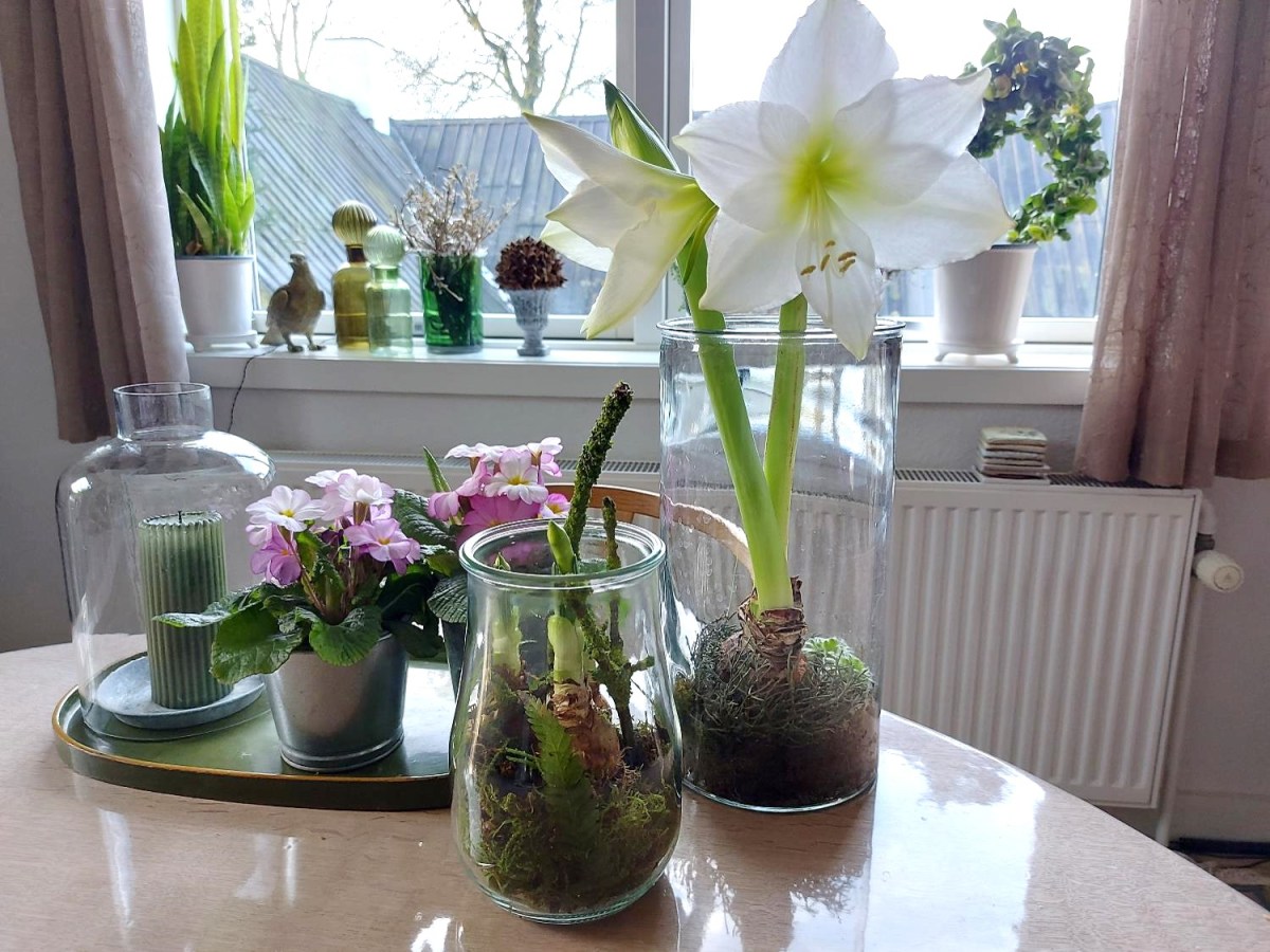 Glæd dig selv med lidt forår i&nbsp;utide