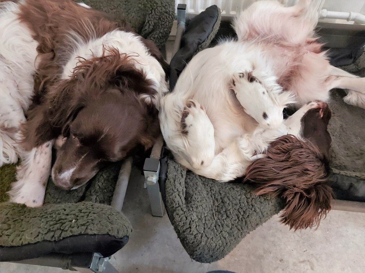 Opdatering på hundefronten