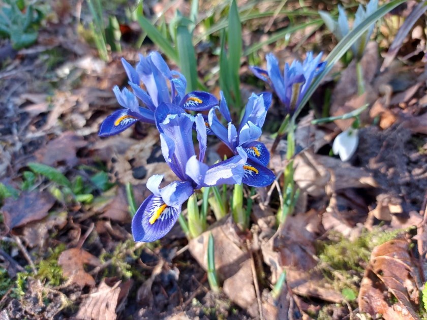 Iris reticulata