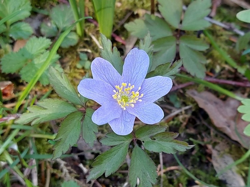 Blå anemone