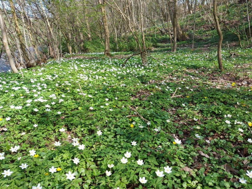 Anemoner i skovbunden