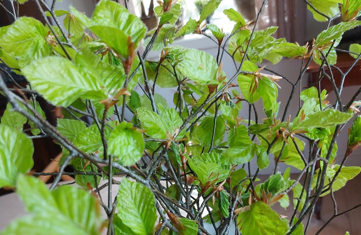 Forårsdag med nyudsprungne&nbsp;bøgetræer