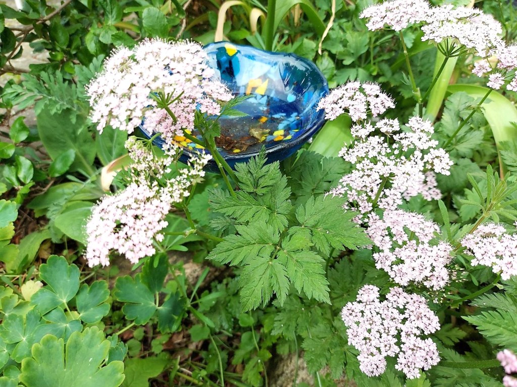 Bjerghulsvøbs blade