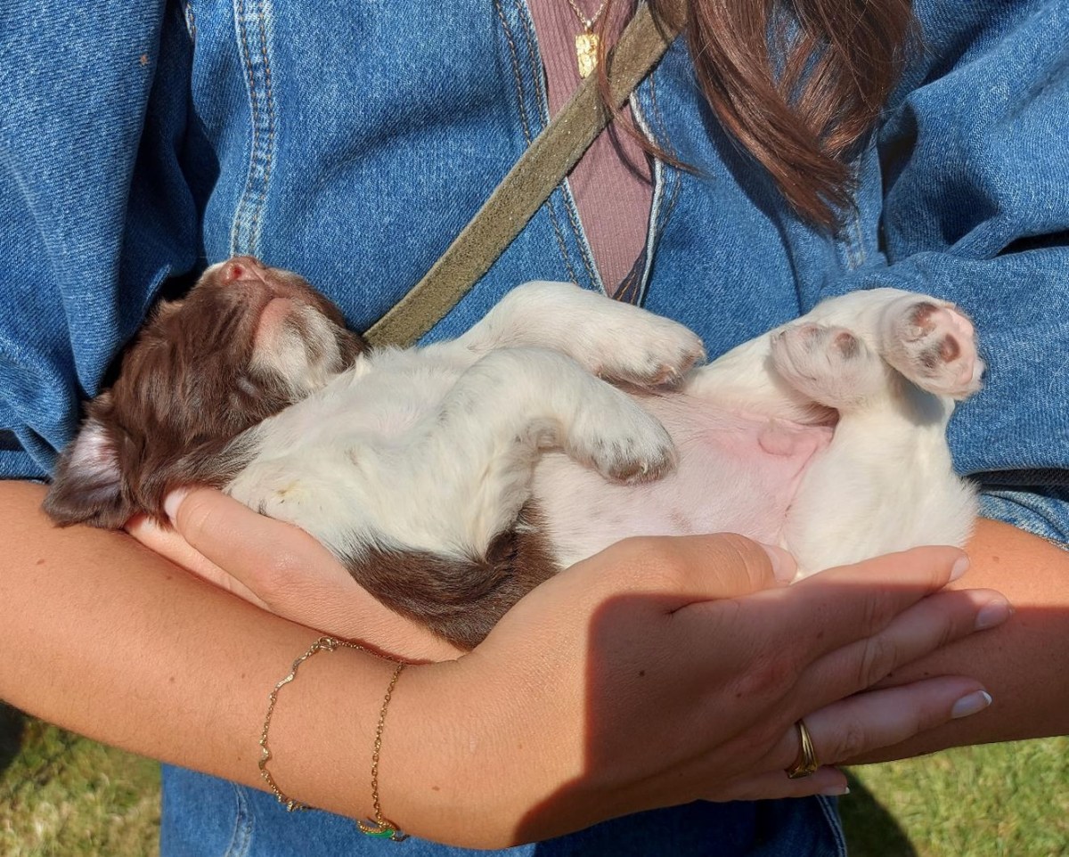 Næsten fire uger gamle&nbsp;nu