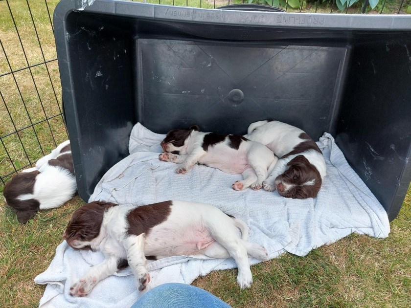 Hvalpene sover i skyggen