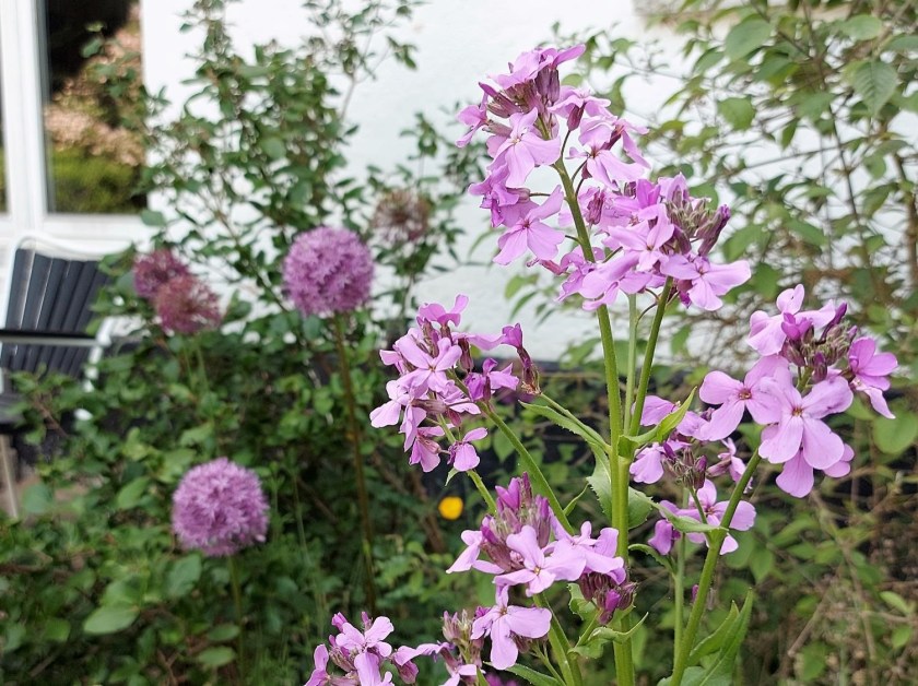 Vellugtende aftenstjerne