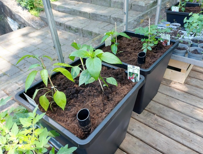 Selvvandingspot med små planter