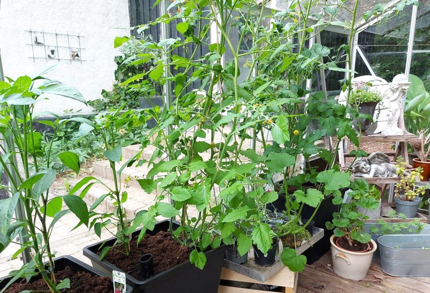 Frodighed i drivhuset