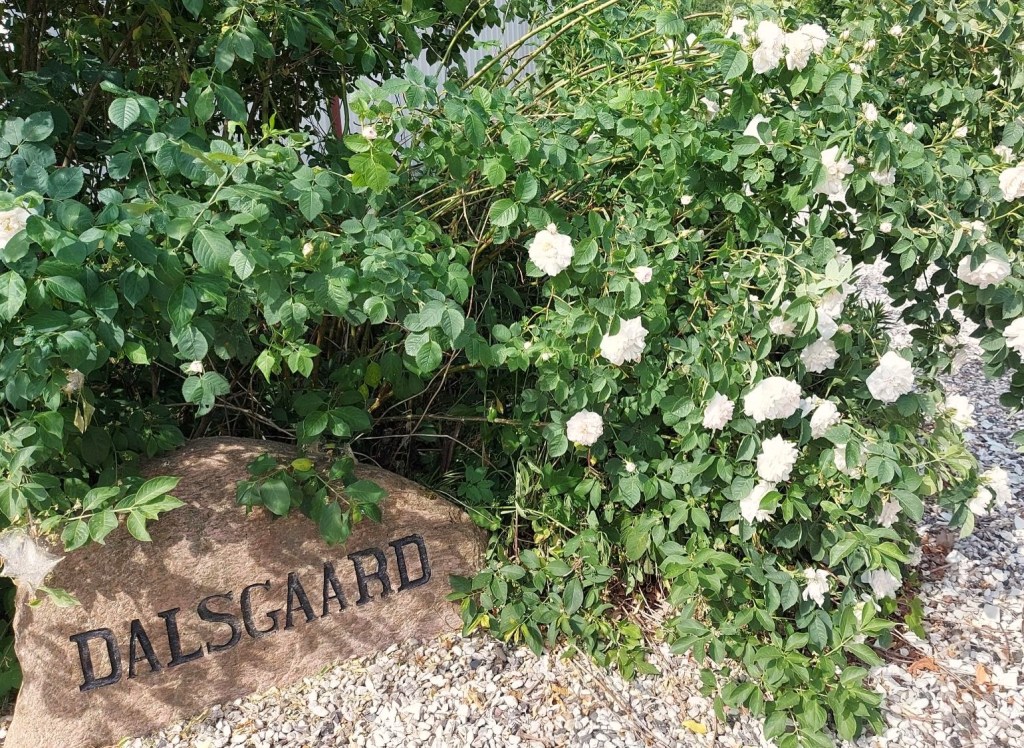 Alba rosen og navnestenen