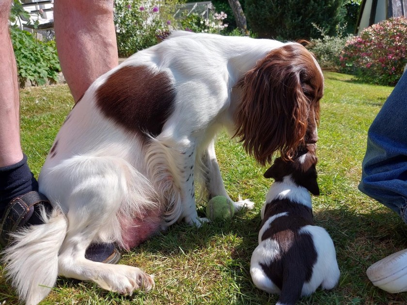 Maggie vasker hvalpe