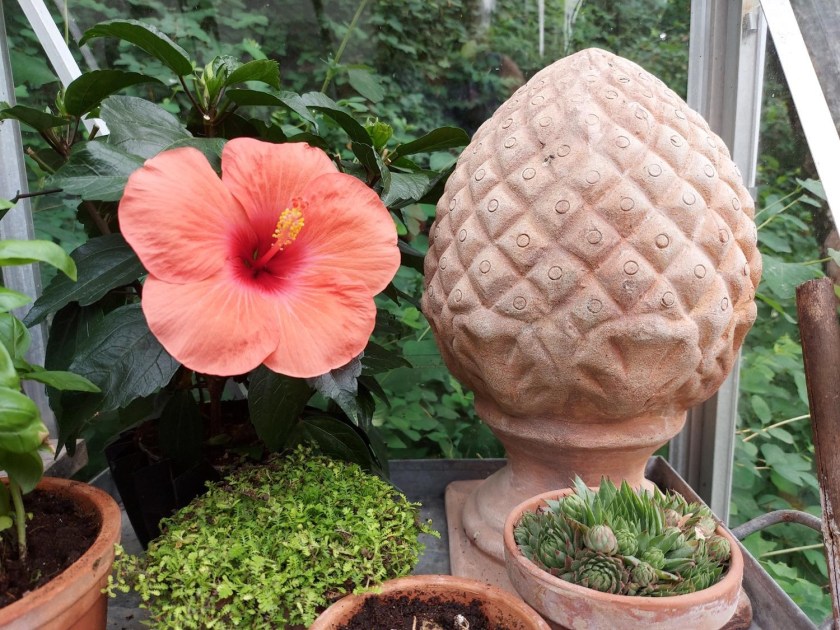 Teglfarver i drivhuset