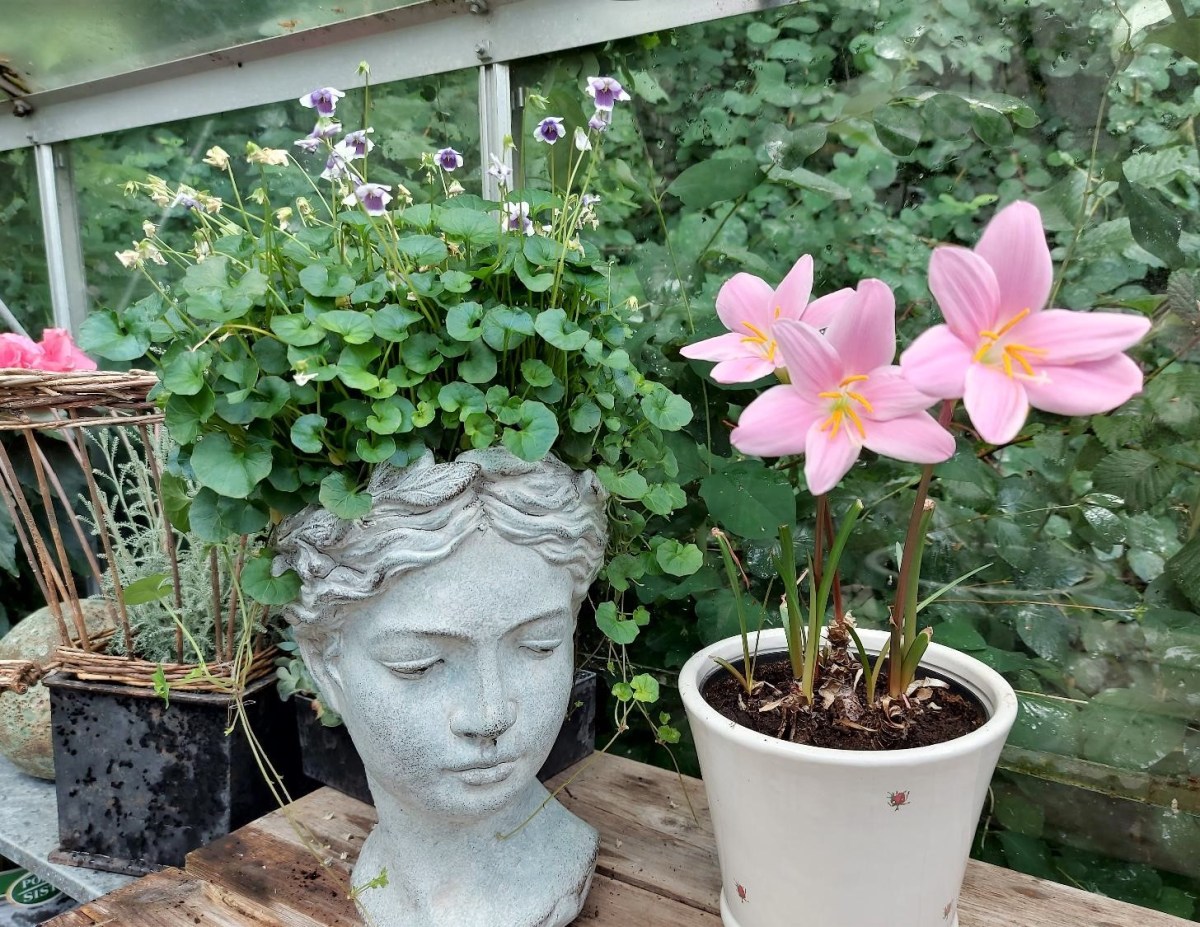 En gammel og gammeldags&nbsp;plante