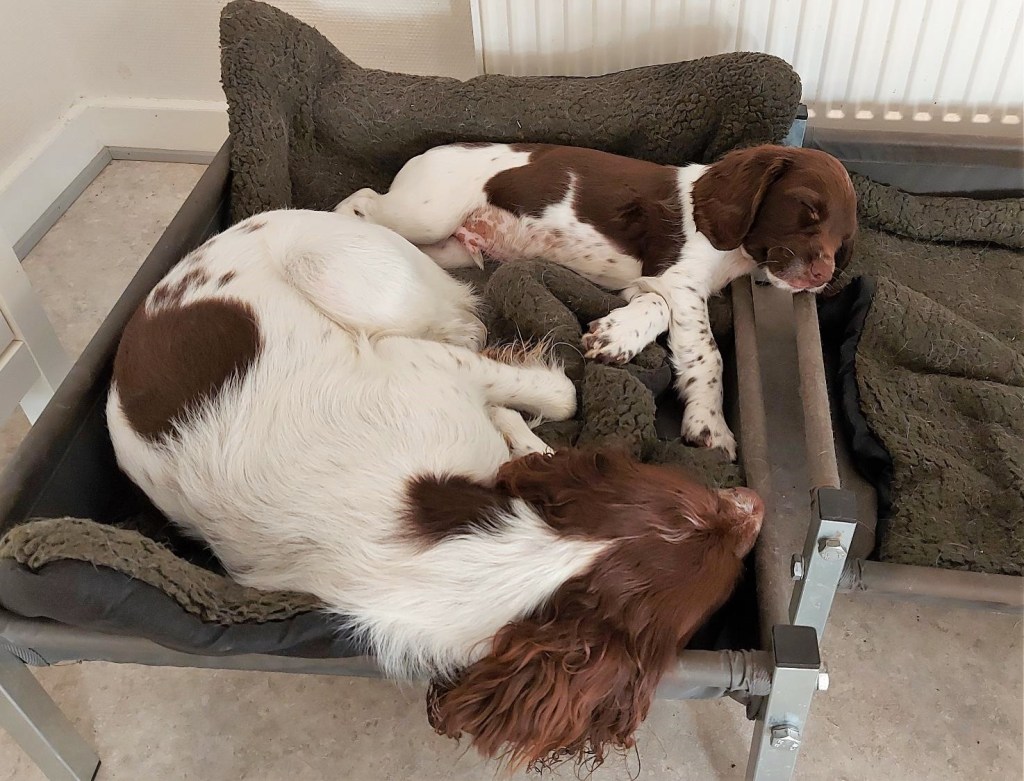 Mor og hvalp sover til middag