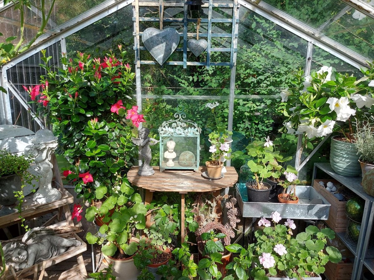 Dipladenia i drivhuset&nbsp;igen