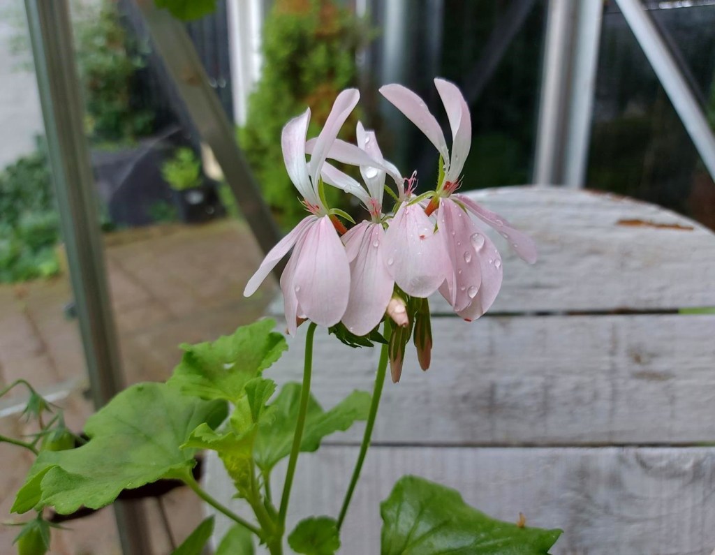 Sommerfugle-pelargonium
