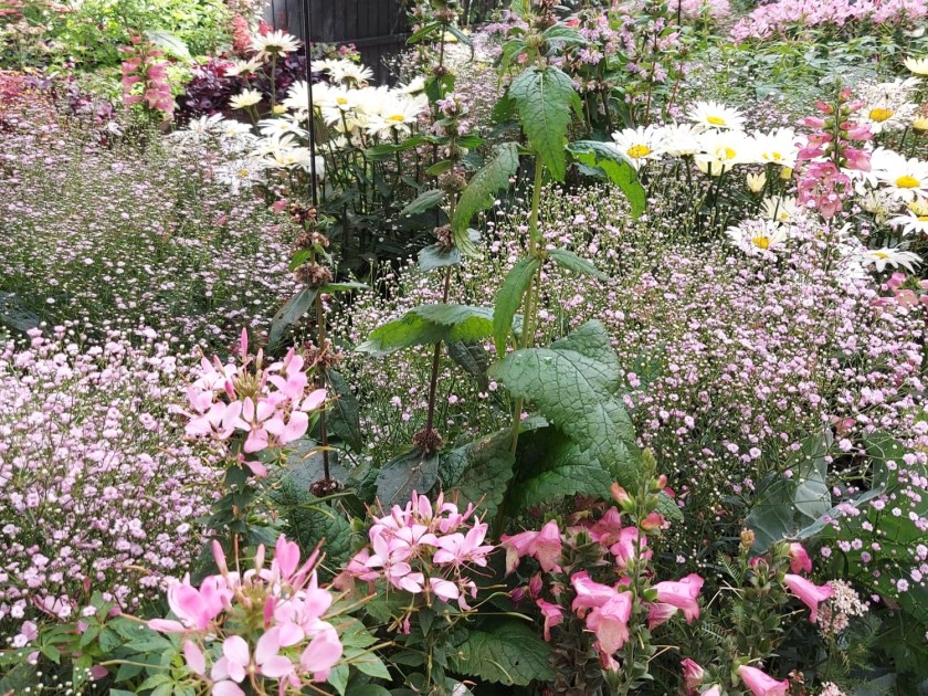 Blomster spejler sig