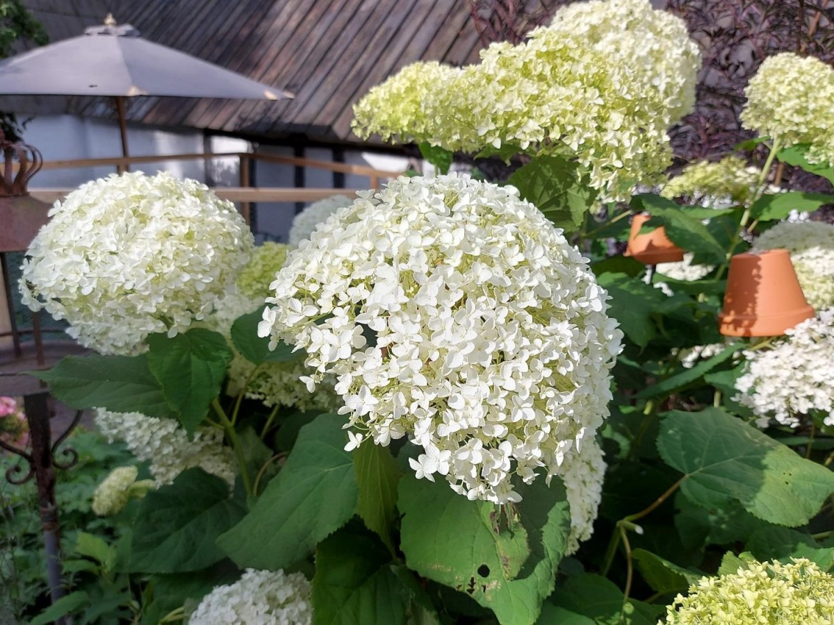 Annabelle hortensia