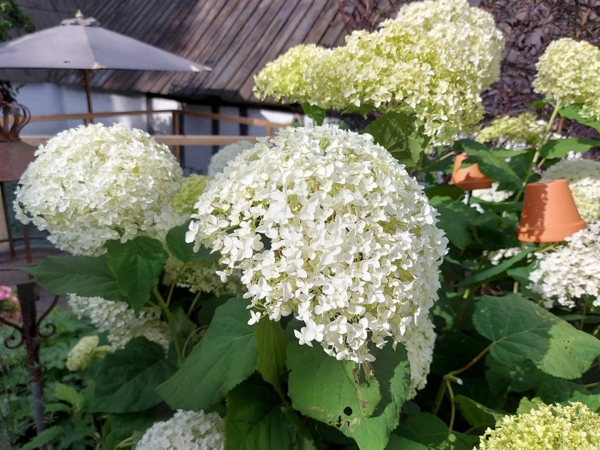 Annabelle hortensia