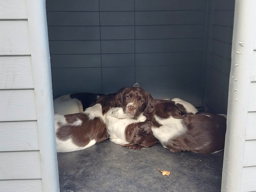 Hvalpene sover i en stor klump