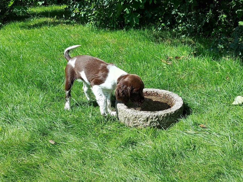 Hundehvalp drikker vand