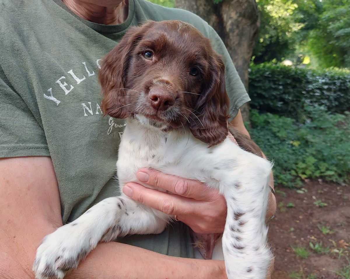 To har nu forladt&nbsp;hvalpeflokken