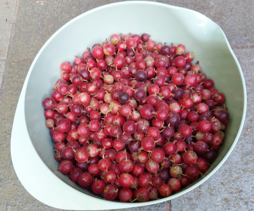 Stikkelsbær i skål