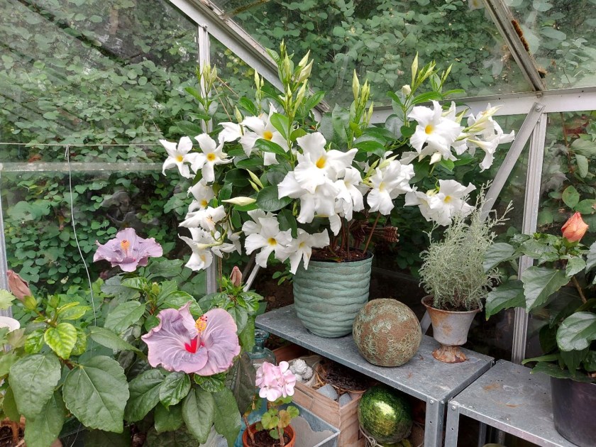 Hvide dipladenia og grålilla hibiscus