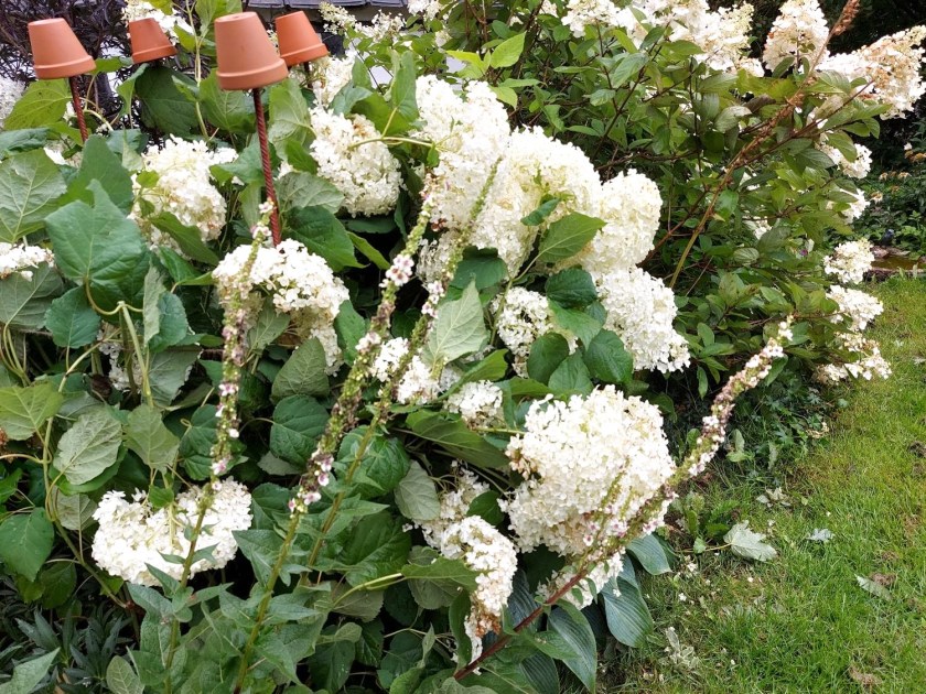 Hortensia Annabelle tynget af regn