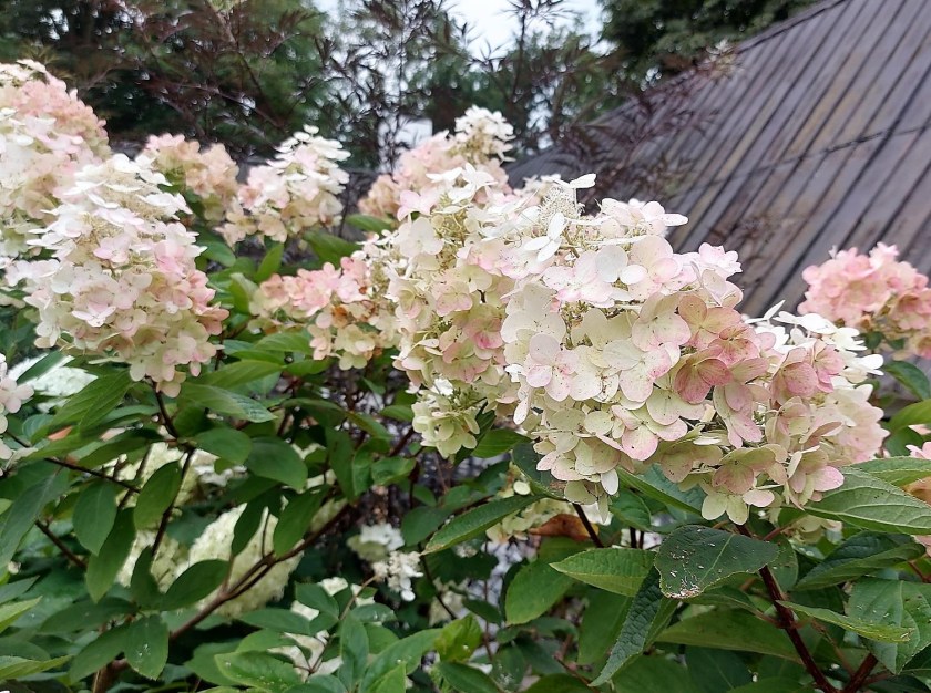 Syrenhortensia klarer regnen godt