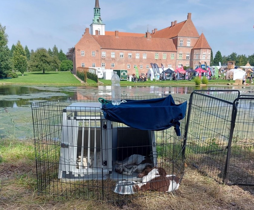 Læ og skygge for hundene