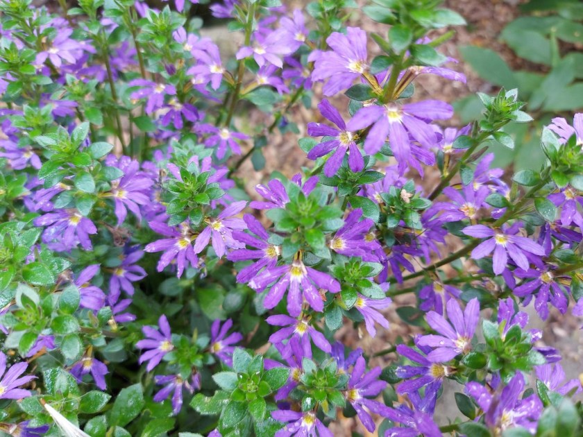 Fjerblomst klarer vejret fint