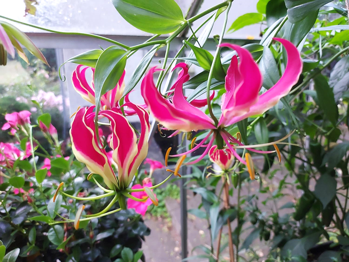 Pragtlilje – nu for fjerde&nbsp;gang