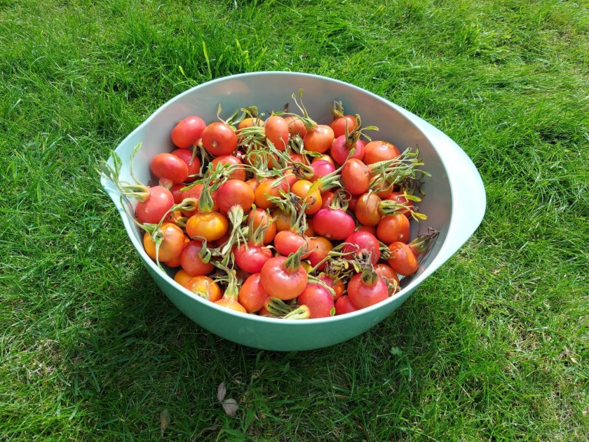 En skål hyben plukket i solskin