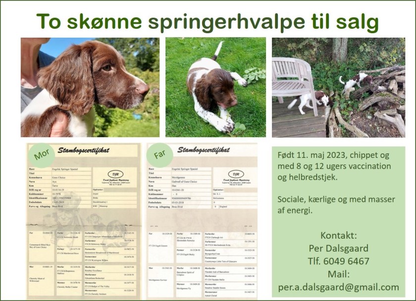 Flyer om hvalpe til salg