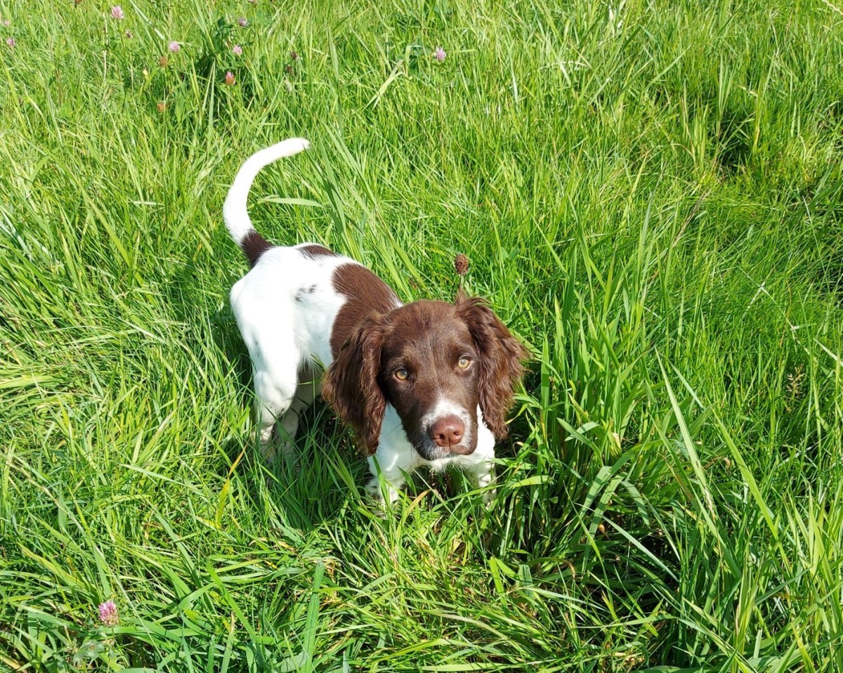 Fire måneder gamle i&nbsp;dag